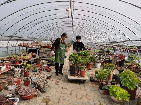 南阳直播电商创业成功,南阳直播电商快速成长