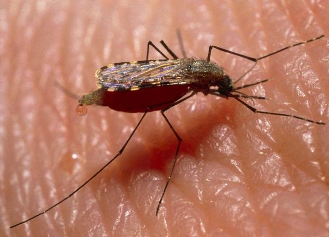 蚊子咬你都有哪些原因,蚊子咬你的真正原因是什么