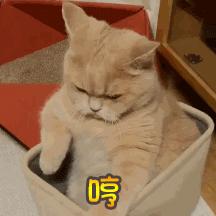 猫咪犯了错该如何批评？这2个错误的方式不要再用了