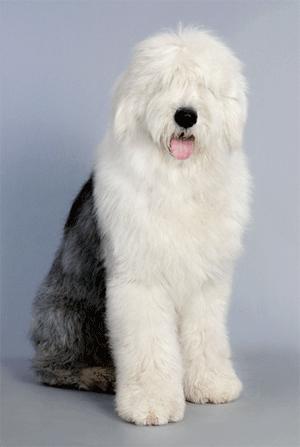 古牧为什么生的多,古牧为什么那么粘人