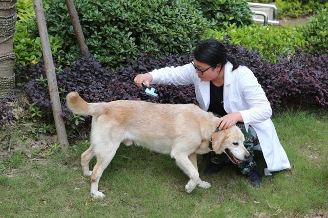 拉布拉多穿衣服可以减少掉毛吗,边牧和拉布拉多哪个掉毛严重