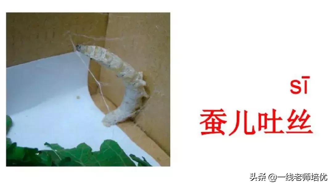 小学汉语拼音整体认读音节,小学汉语拼音整体认读音节视频