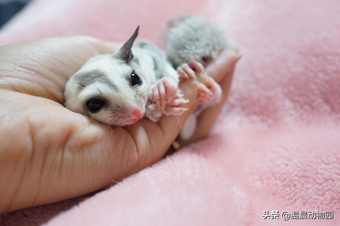 蜜袋鼯喊你陪它玩怎么办,让蜜袋鼯自己玩它会无聊吗