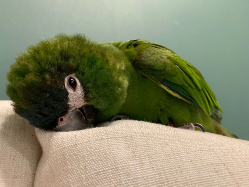 人人都爱小鹦鹉,各种人喜欢养的鹦鹉