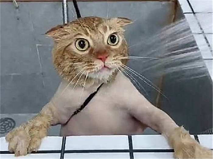 猫咪肺水肿会引起鼻支吗,猫咪肺水肿导致脏器衰竭