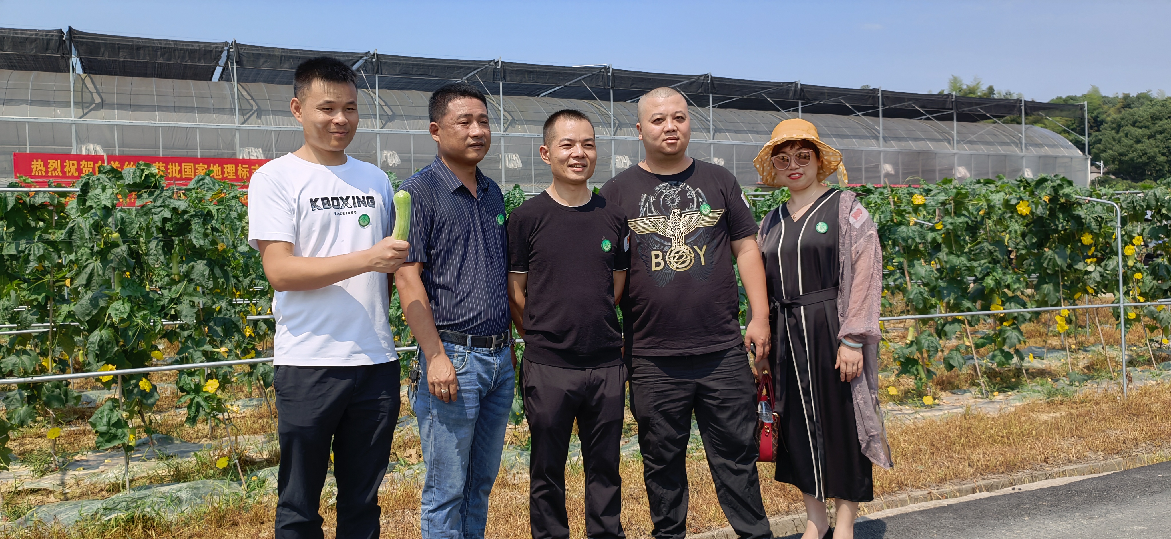 丝瓜创业致富,白关镇白丝瓜种植