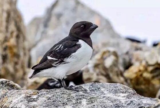 爱斯基摩人还吃生肉吗,爱斯基摩人什么病多