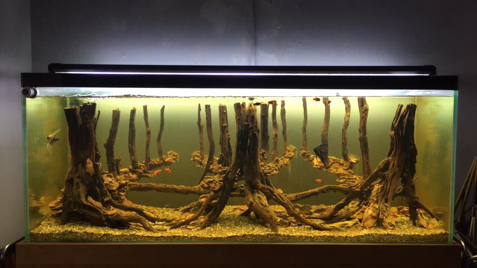 草缸水族店效果图,越南草缸