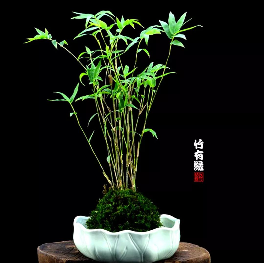 竹子浇水诀窍,竹子浇水的正确方法