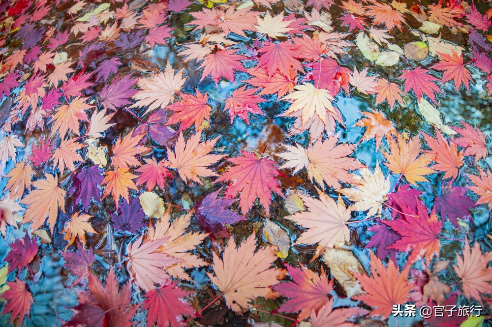 中华枫叶之路自驾游攻略,中华枫叶大道自驾游路线