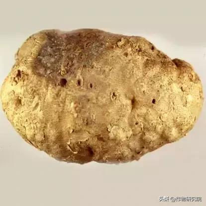 马铃薯黑胫病病害及防治方法,马铃薯常见病害有哪些