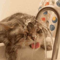 怎么让猫咪爱上喝水,如何让猫咪爱上喝水