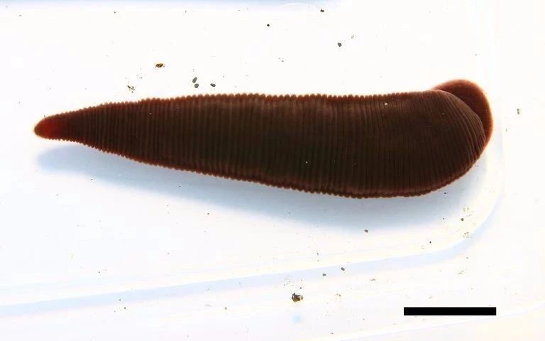 流鼻血的恐怖现象,流鼻血恐怖案例