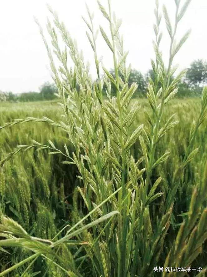 小麦田黑麦草用什么除草剂,小麦田禾本科杂草多花黑麦草