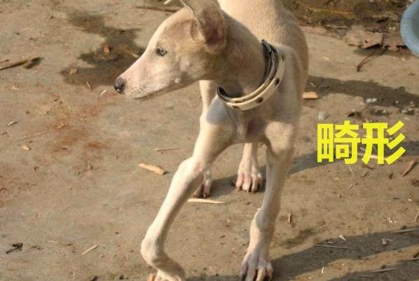 狗狗缺钙严重会站不起来视频,狗狗缺钙两后腿站不起来怎么办