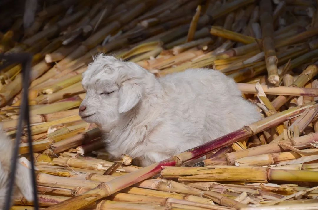 中国阿玛尼衣服代工厂,中国羊绒衫多少钱