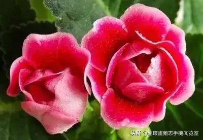 各种花的花语文案,花的花语100种