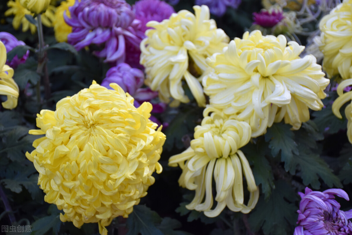 重阳节赏菊花的介绍,赏菊打卡好去处