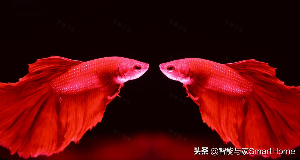 优派4k电视怎么样,优派a3激光电视怎么安装