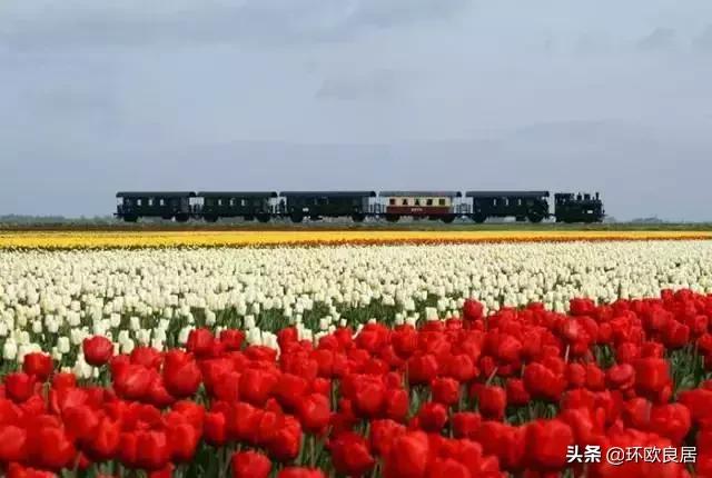 错过郁金香的阿姆斯特丹,荷兰赏花景点推荐