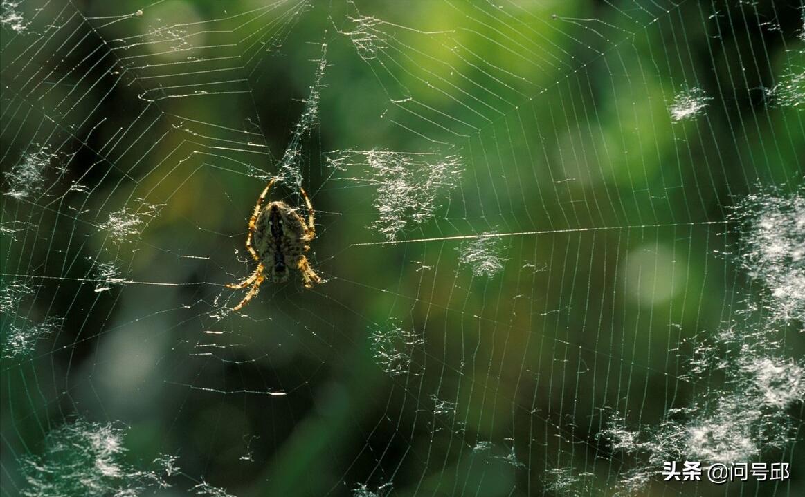 蜘蛛网每一段都一样长吗,蜘蛛网的形状是一样的吗