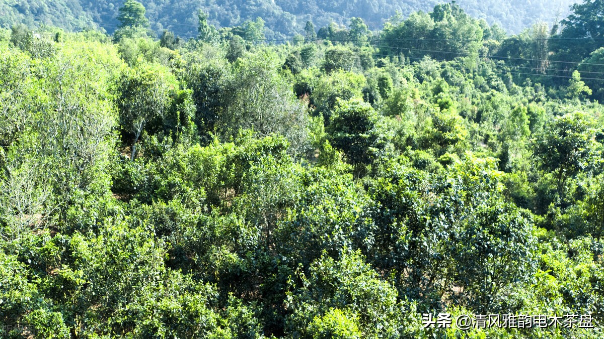 云南六大茶山普洱茶价格,六大茶山2012年黄印品牌普洱茶