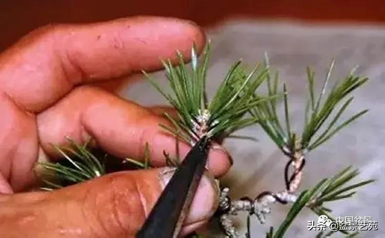 金银花盆景的修剪方法,盆景的修剪知识与技法