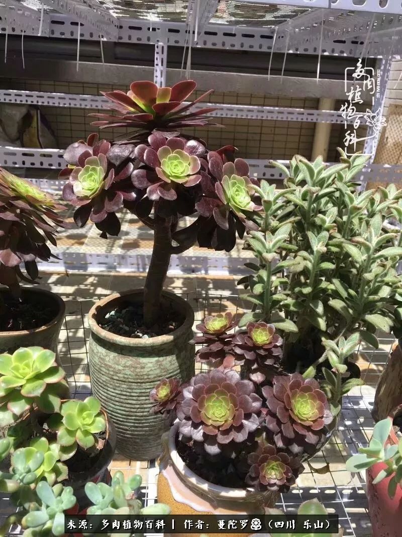 转角遇见多肉,遇见多肉治愈自己