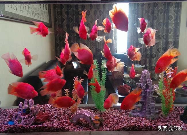 鹦鹉鱼变白怎么办,鹦鹉鱼刚入缸变白