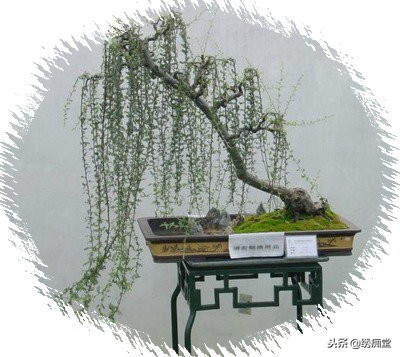 丛林式盆景欣赏,盆景欣赏及制作