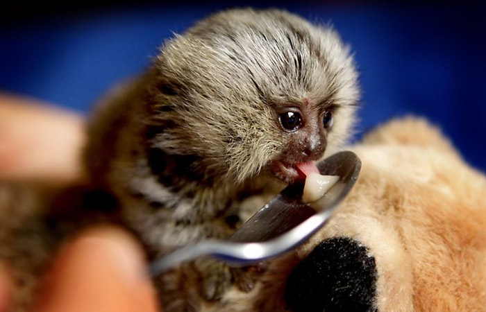 世界上有像拇指一样大的猴子吗,猴子从世界上消失会发生什么