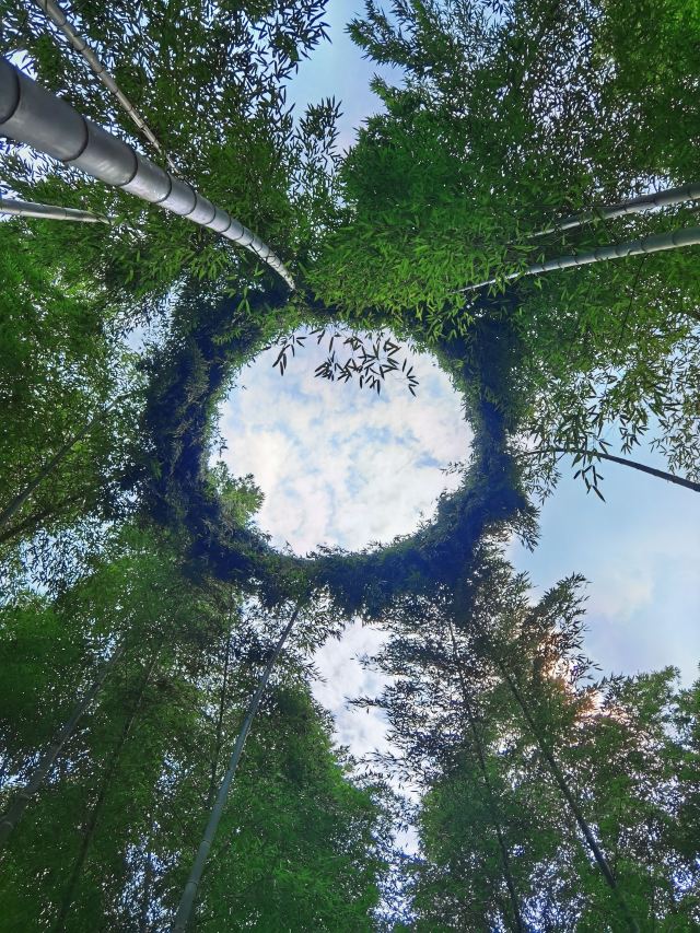 宜兴竹海自然风景图片,清新的竹林风景图片