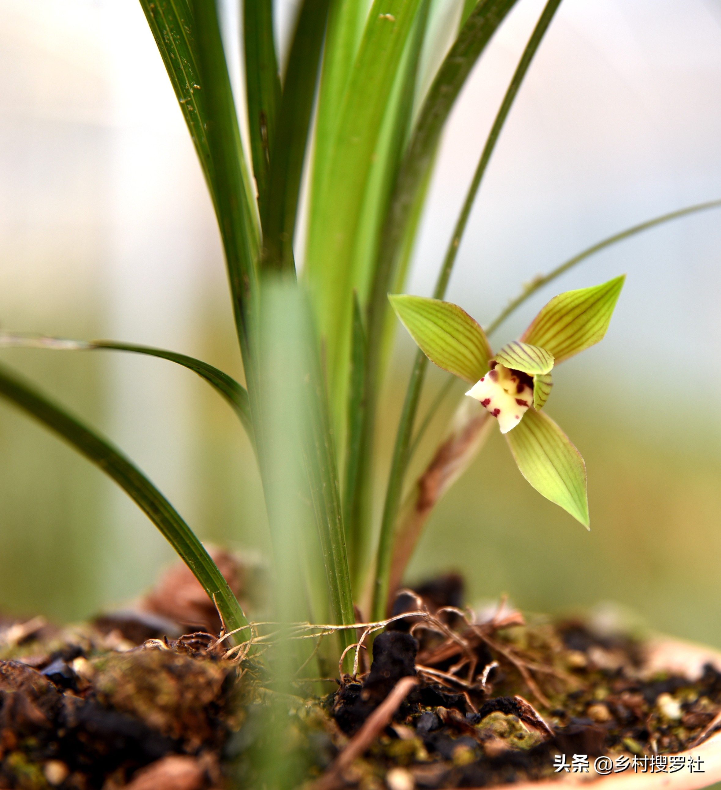 疫情期间怎样防花,买兰花如何防止被骗呢