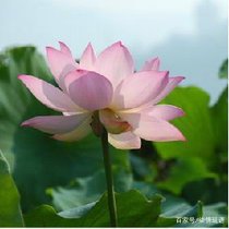 《画堂春》看本土清朝闺秀VS现代小资清穿女，究竟谁胜谁负呢？