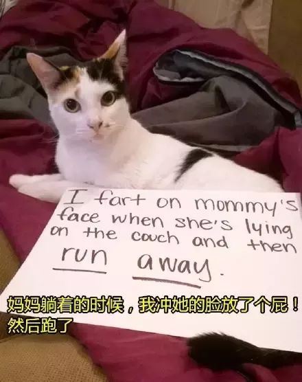 猫猫静悄悄歌曲,当猫猫静悄悄地过去偷吃你的东西