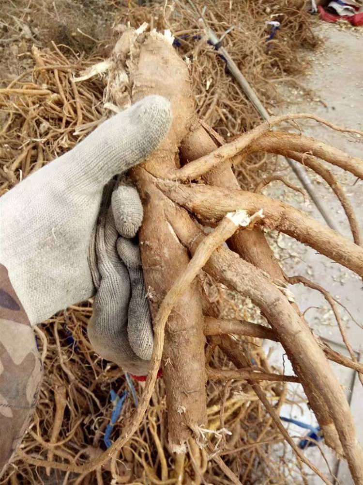 中药人参红参西洋参*党**参太子参丹参沙参苦参区别！一文收藏