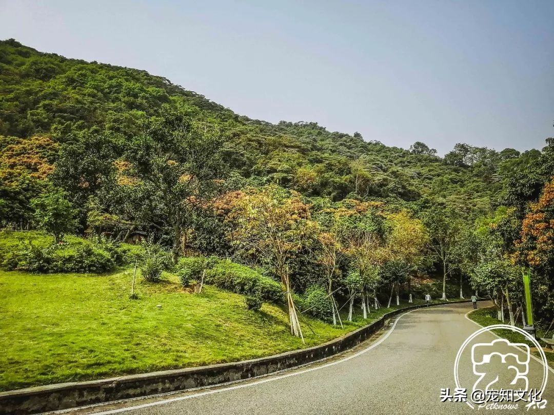 广州南沙黄山鲁森林公园攻略,广州黄山鲁森林公园好玩吗