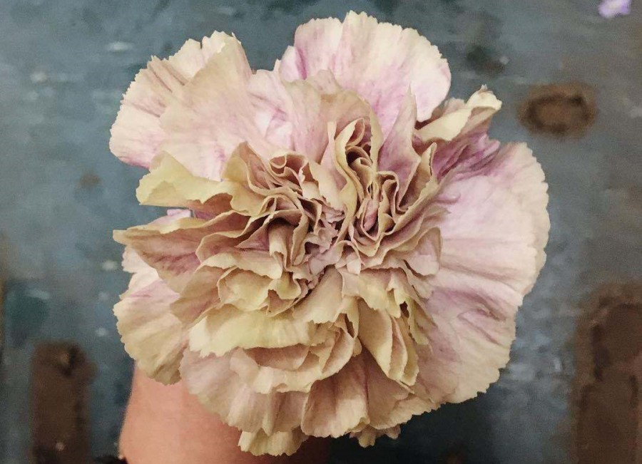 母亲节为什么要送女朋友礼物,母亲节送什么颜色的康乃馨