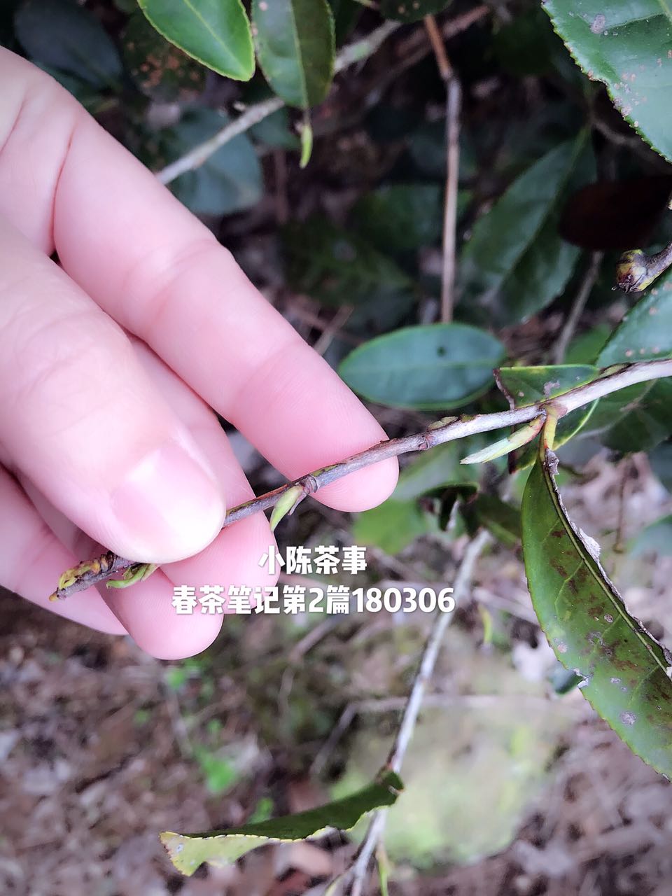 白茶是什么?白茶中有什么?一篇文章带你全面了解白茶知识!