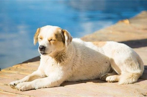 养宠经验狗狗腿瘸了怎么恢复,老狗缺钙怎么补最好