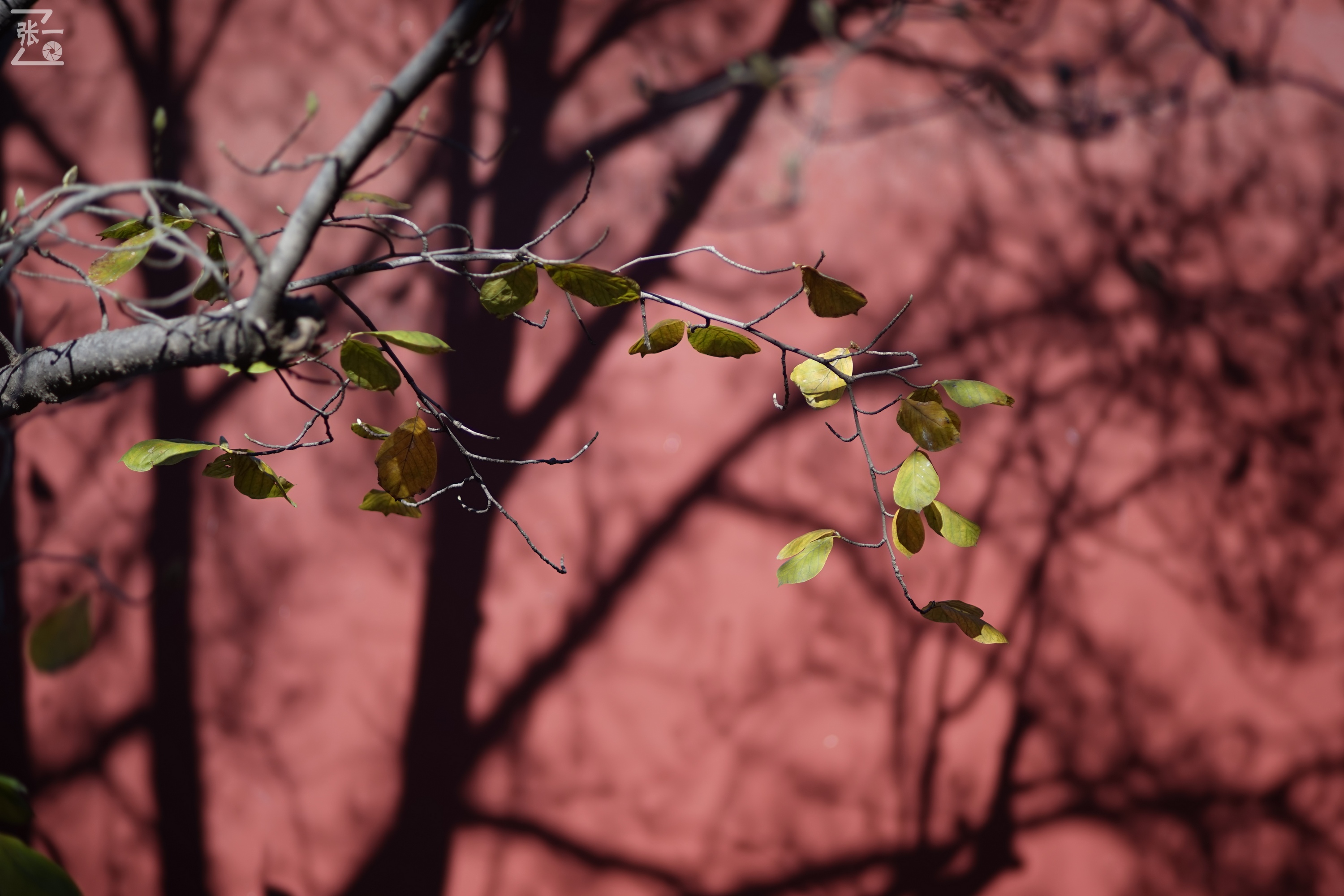日本老镜头,canon老相机曝光