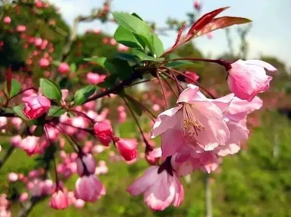 最全的植物辨识方法，辨认植物就靠它