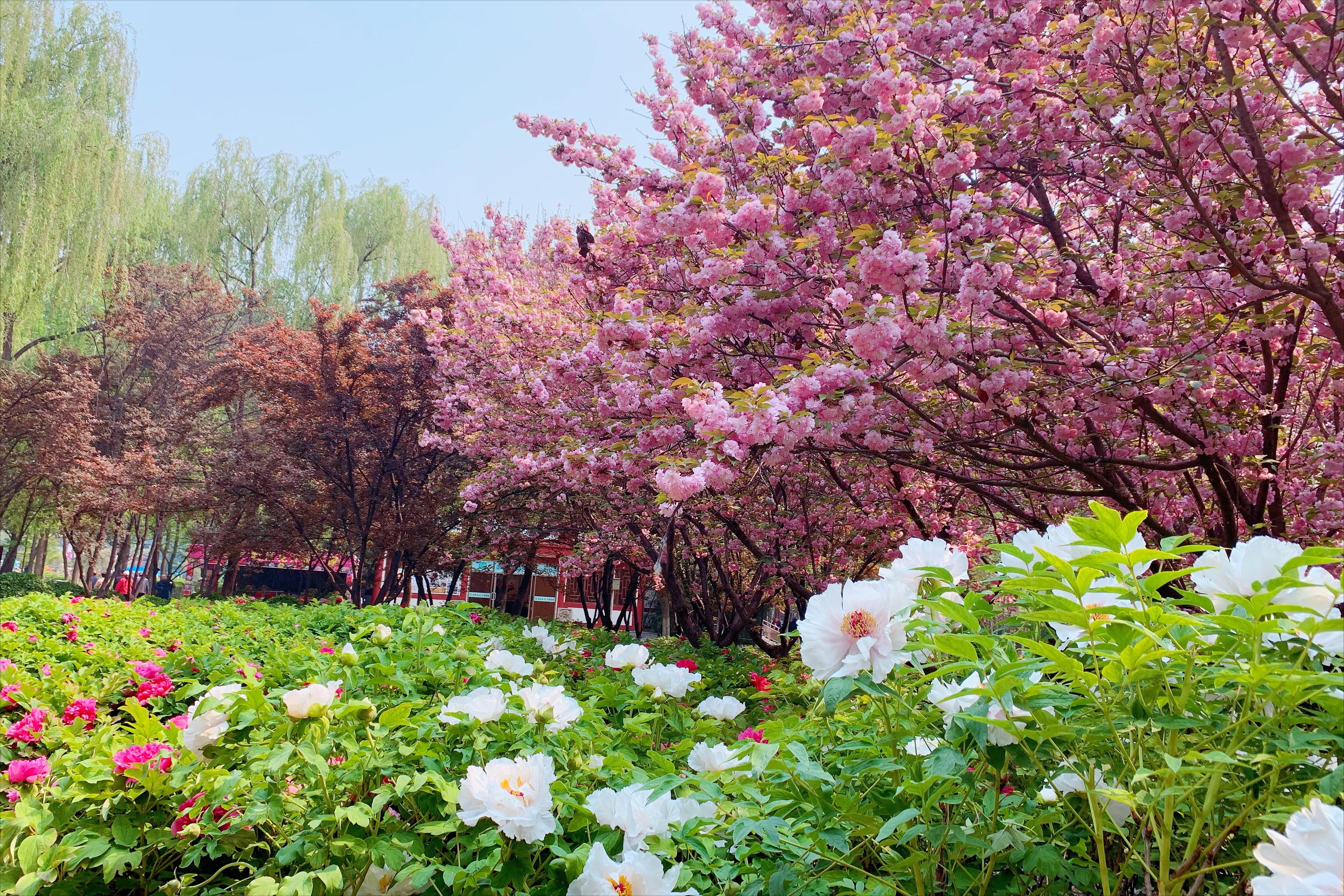 洛阳四月正是牡丹盛开的季节,洛阳牡丹几月几日开最美