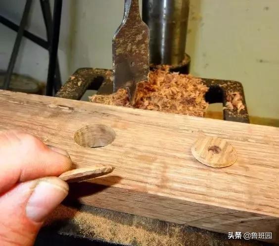 橡木种类大全及图片,史上最专业橡木介绍快来收藏吧