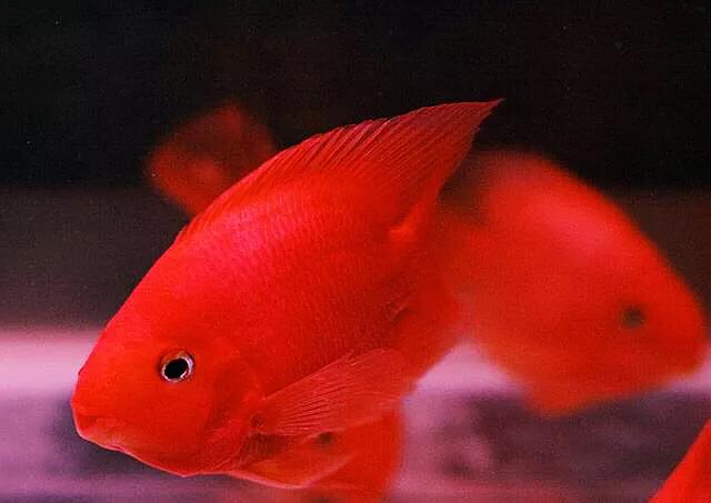 财神鱼哪种比较漂亮,起头财神鱼