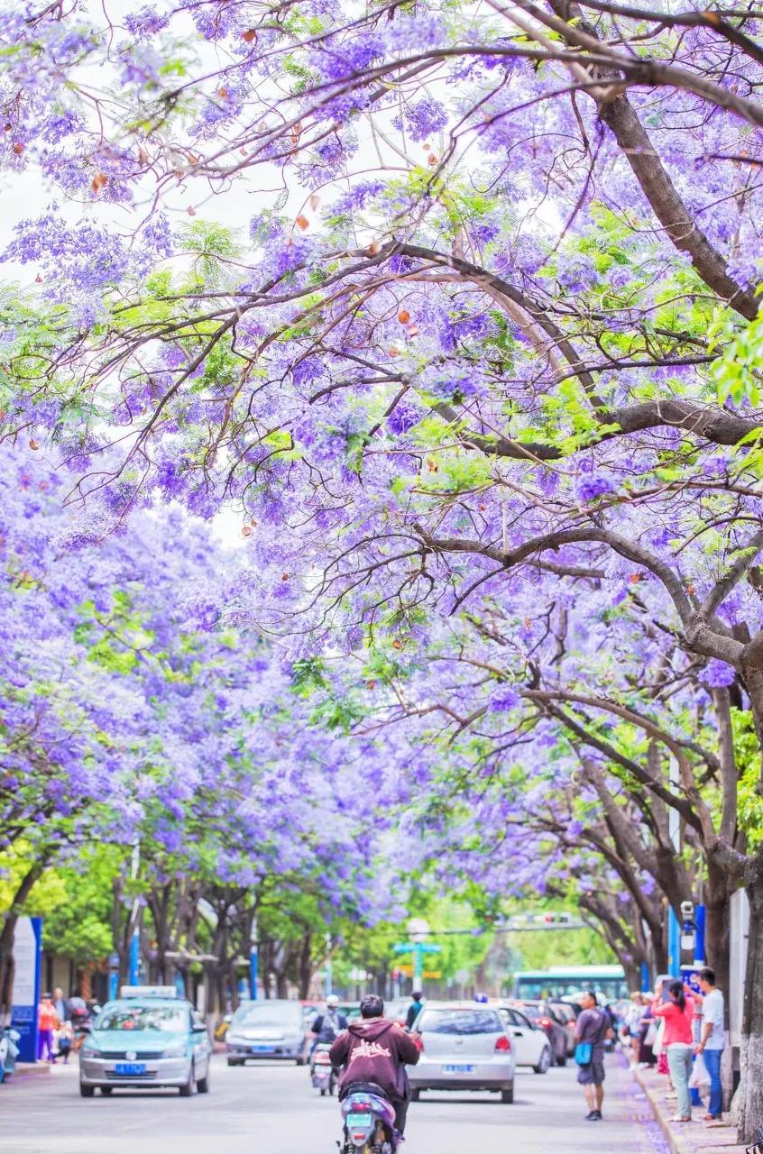 被大理丽江掩盖风头又怎样？它才是云南No.1！5月它太美了