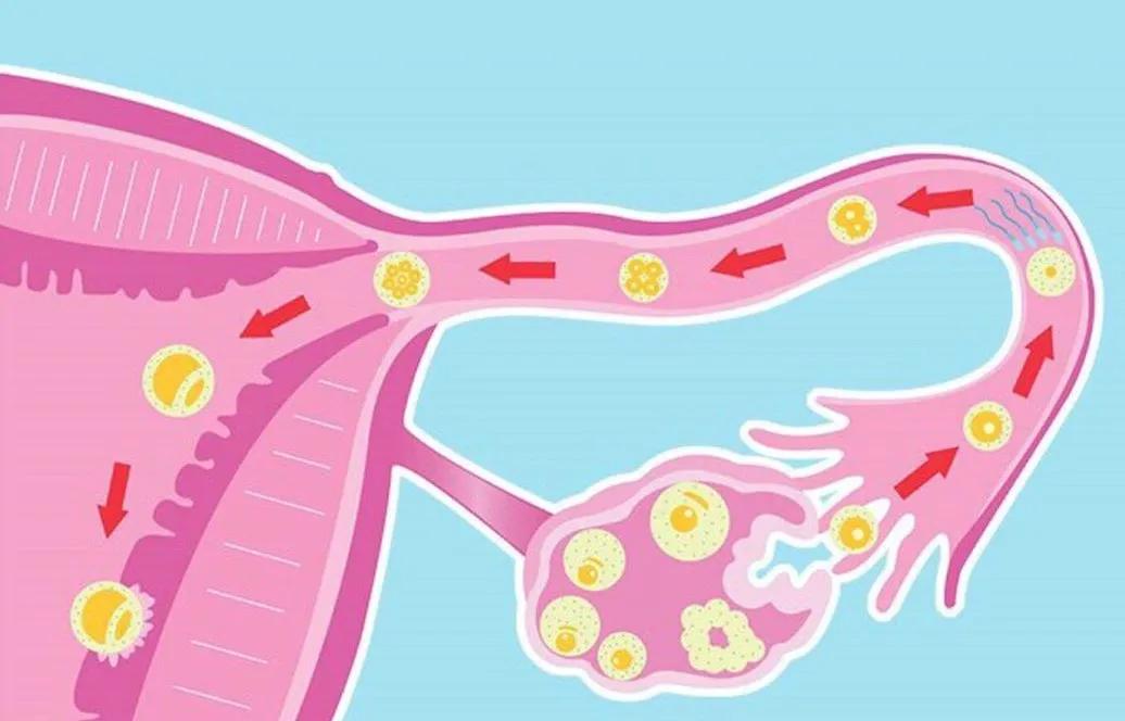 打一次黄体酮卵巢衰老了怎么办,打黄体酮卵巢会增大么