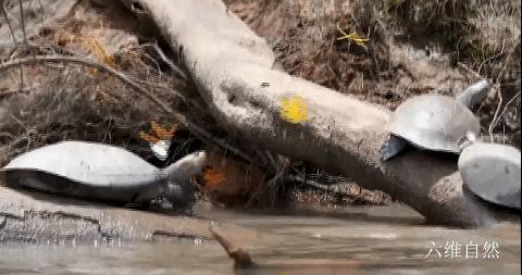 巴西龟竟然吃别的乌龟,大批巴西龟从河里爬出来