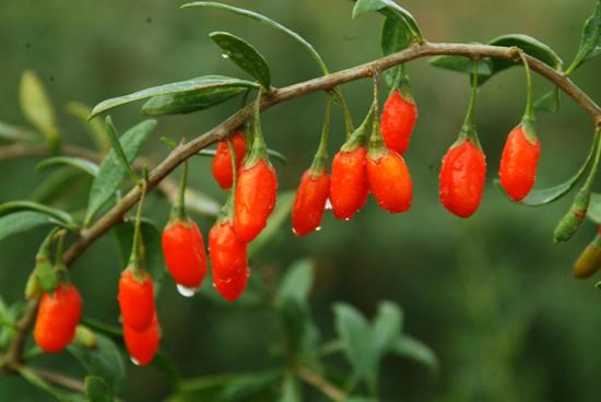 宁夏头茬红枸杞,宁夏头茬枸杞原浆官方旗舰店