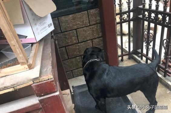 小孩被宠物狗扑倒后续,男孩被狗扑倒疯狂撕咬